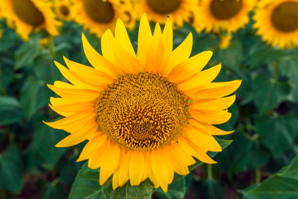 back lit sunny sunflowers in flower field with sunlight - sunrise leaf brightly lit vibrant color imagens e fotografias de stock