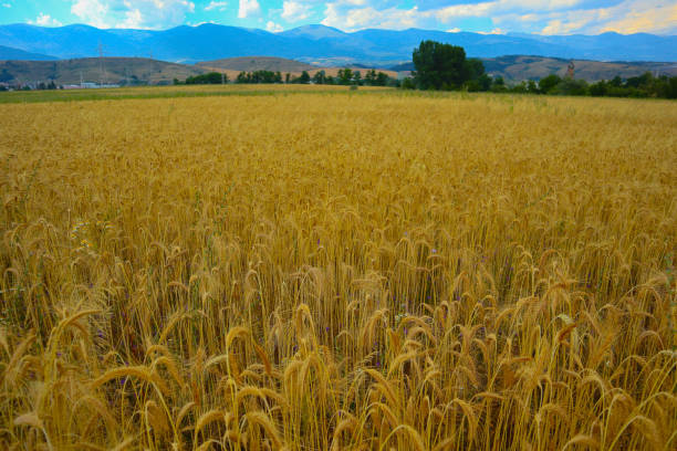 istock Bright colorful golden rye spikelets, harvest backdrop. 813018718