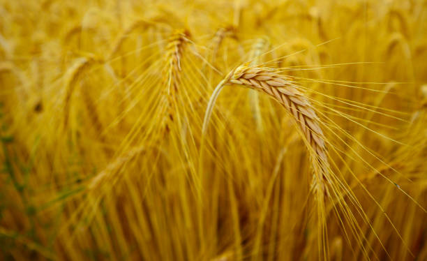istock Bright colorful golden rye spikelets, harvest backdrop. 813018728