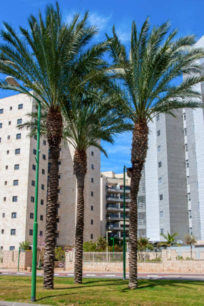Ashkelon on summer street with palm trees