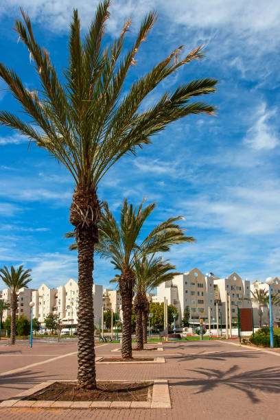 Ashkelon on summer street with palm trees