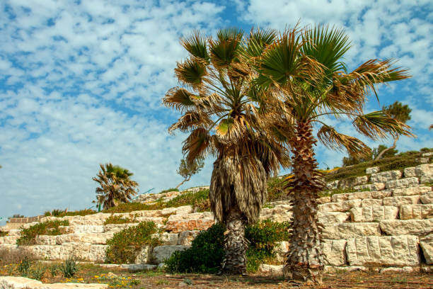 Ashkelon on summer street with palm trees