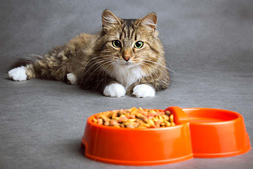Portrait of a beautiful fluffy domestic cat that looks with interest at the bowl full of dry food on a gray background