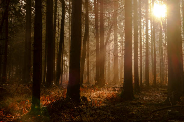 istock Autumn sunlight in the woods. 813024210