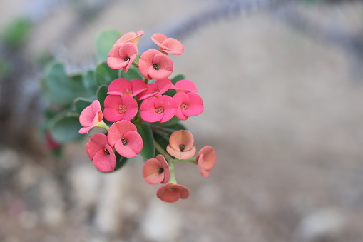 euphorbia milii (crown of thorns, Christ plant, Christ thornis a species of flowering plant in the spurge family Euphorbiaciae