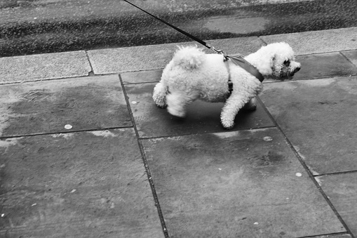 Street photography of a white dog on a leash pulling against a harness in York.