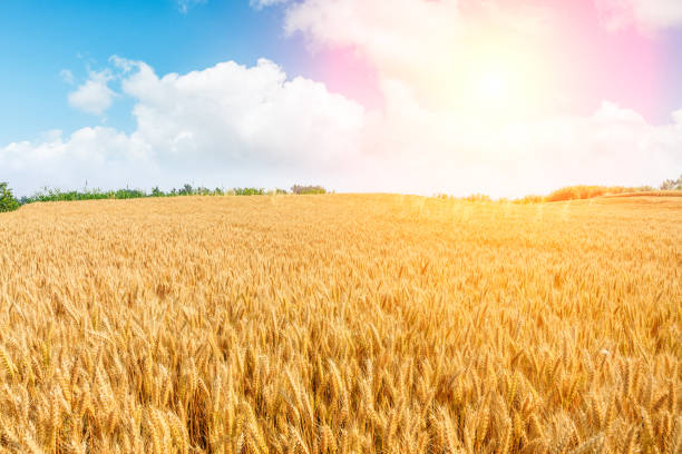 istock Ripe wheat field landscape at sunset 813038162