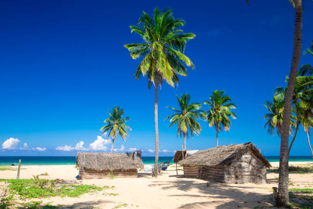 istock tropical beach in Maldives with few palm trees and blue lagoon 813041498