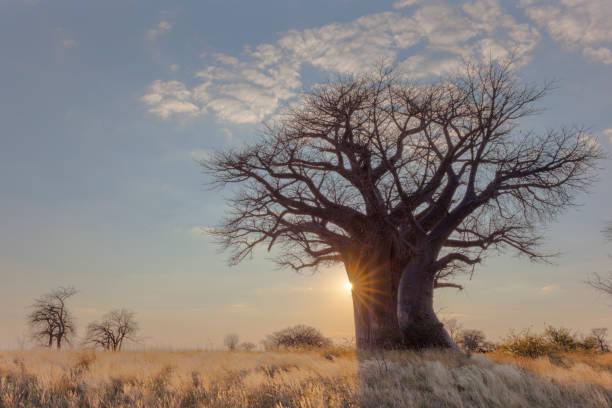 Sunrise at Baines campsite no 2, Botswana