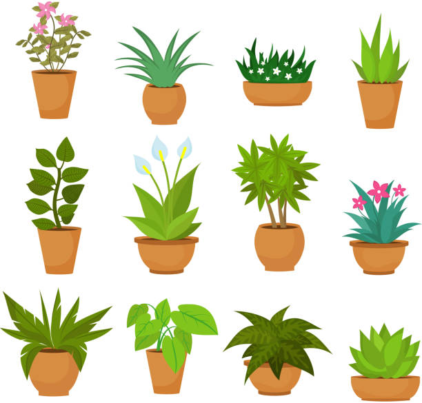 ilustrações, clipart, desenhos animados e ícones de paisagem de interior e exterior jardim vasos de plantas isolados em branco. conjunto de vetor - vaso