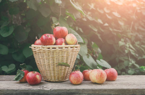 istock Baskets with apples harvest in fall garden 813045126
