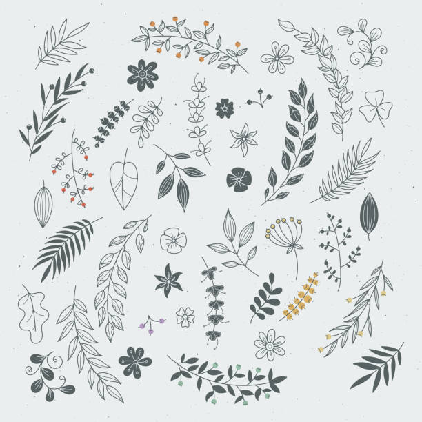ilustrações, clipart, desenhos animados e ícones de rústico mão desenhada ornamentos com ramos e folhas. bordas e quadros florais vetor - nature leaf flower plant