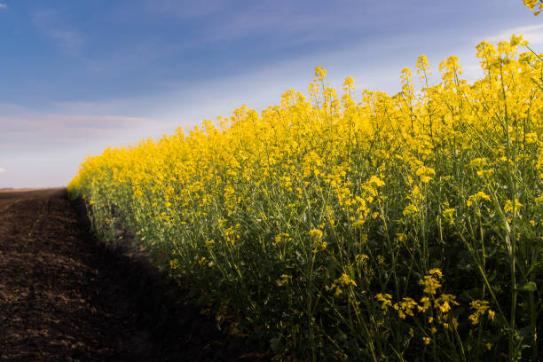 istock Yellow oilseed rape field under the blue bright sky with sun 813047010
