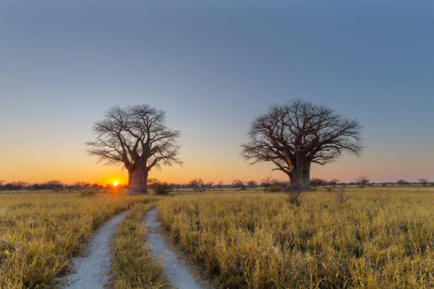 Sunrise at Baines campsite, Botswana