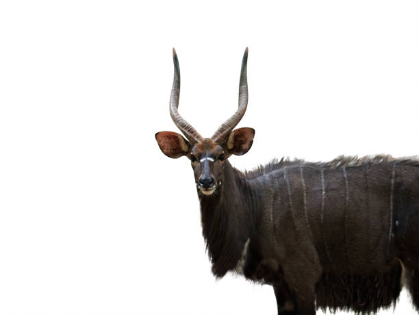 istock Tragelaphus angasii or Nyala on White Background 813052206