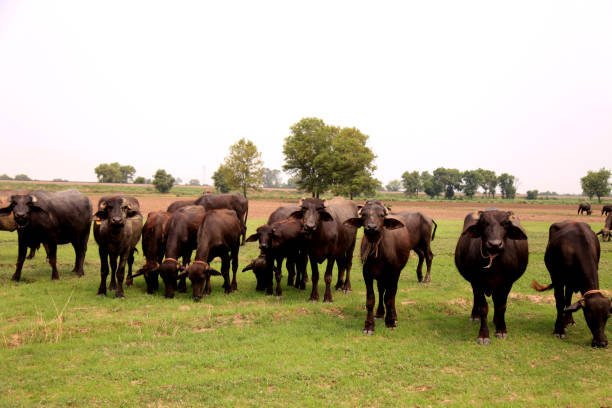 manada de búfalos pastando en la naturaleza - clear sky nobody blade of grass summer fotografías e imágenes de stock