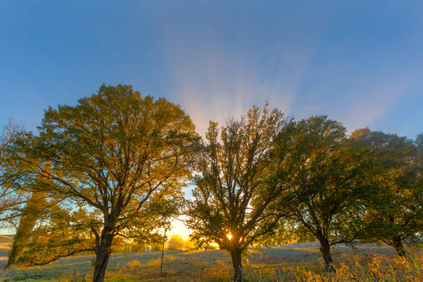 istock Rays of sunlight through autumn coloured trees 813053160