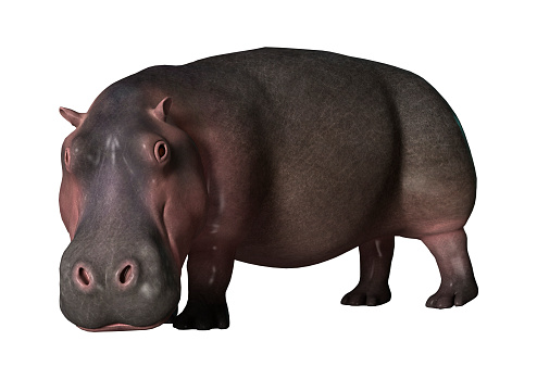 3D rendering of a hippopotamus isolated on white background