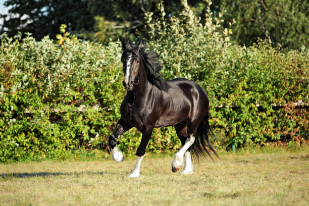 istock Draft horse on the meadow in evening down 813058990