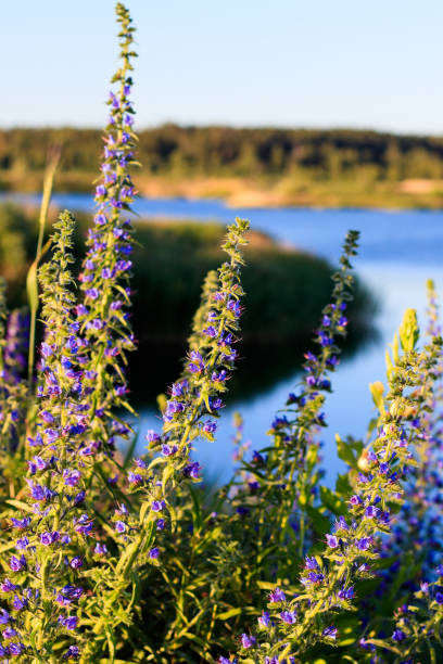 istock Blooming wild flowers in the summer. 813062020