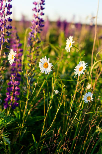 istock Chamomile meadow in the summer. 813062400