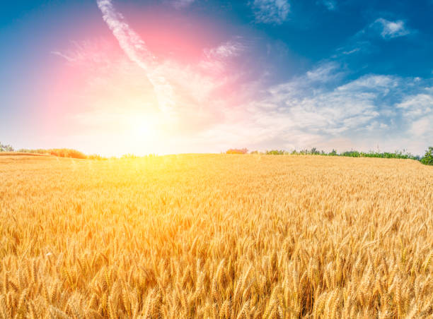istock Ripe wheat field landscape at sunset 813062454