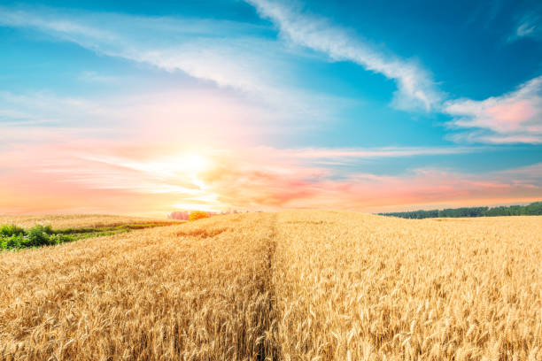 istock Ripe wheat field landscape at sunset 813065358
