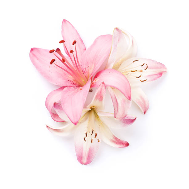 lily fleurs colorées - lily photos et images de collection