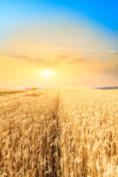 istock Ripe wheat field landscape at sunset 813068520
