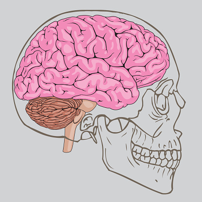 Vector illustration of brain shaped skull.
