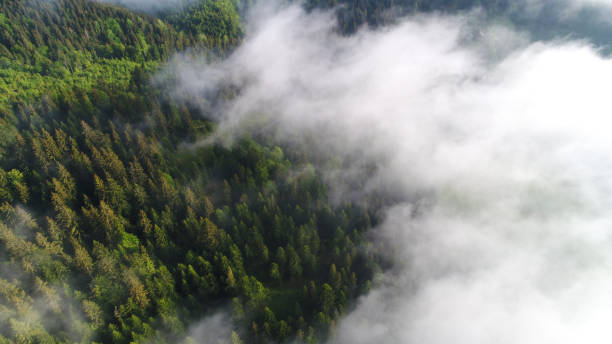 воздушный снимок зеленого леса под облаками - landscape aerial view lumber industry agriculture стоковые фото и изображения