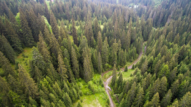 foto aérea da floresta verde - landscape aerial view lumber industry agriculture - fotografias e filmes do acervo