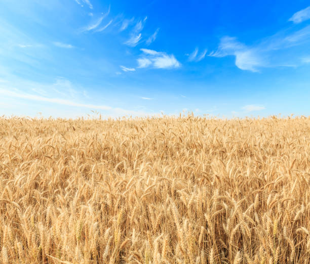 istock Ripe wheat field and blue sky landscape 813069222