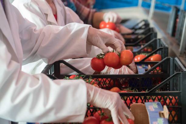 people are working in the tomato production factory - greenhouse industry tomato agriculture imagens e fotografias de stock