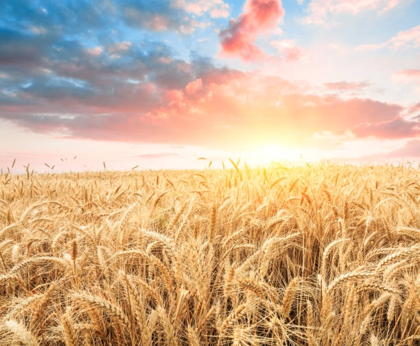 istock Ripe wheat field landscape at sunset 813073710