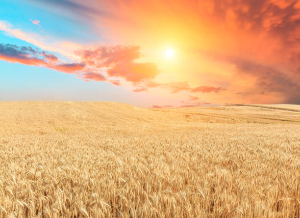 istock Ripe wheat field landscape at sunset 813076280