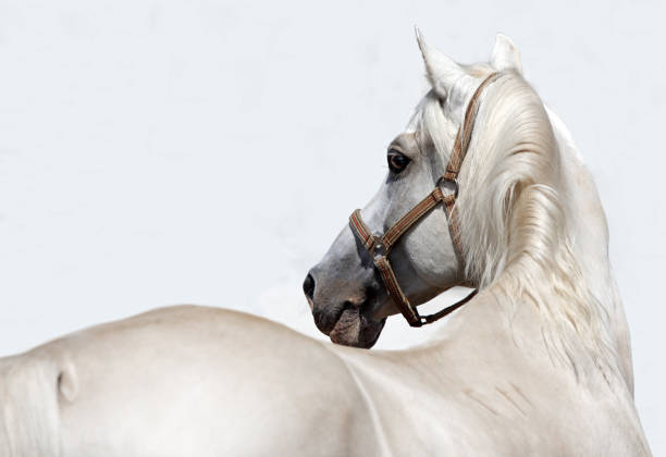 istock White race horse portrait 813078558