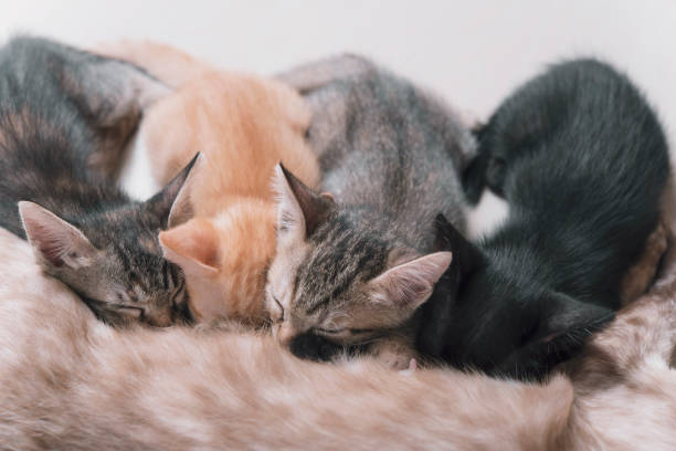 istock Cat mother feeding milk into kitten. 813091766