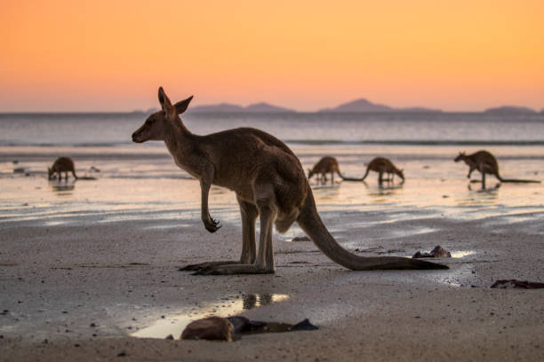 Kangaroo on the beach A kangaroo on the beach in Australia wallaby stock pictures, royalty-free photos & images