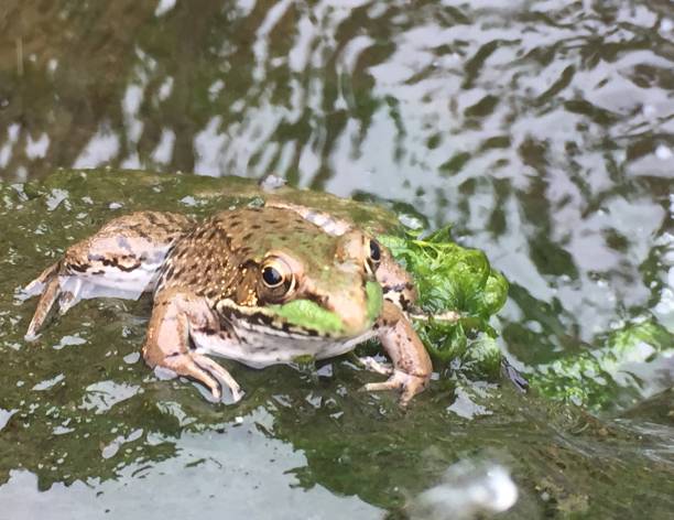 istock Frog in Pond with Rippling Water, Facing right 813094164