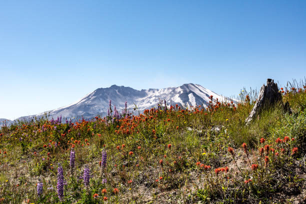 istock MT.St Helens with wild flowers 813094470