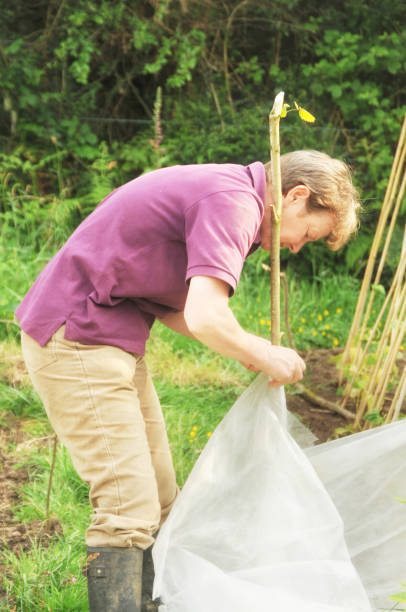istock Woman gardener making polytunnel to protect beans 813094562