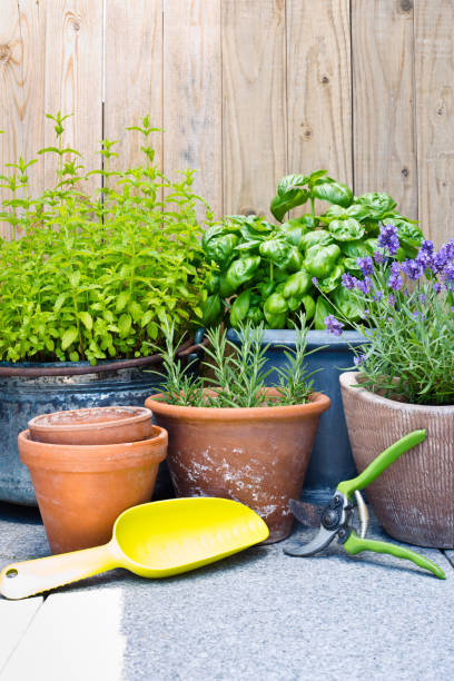 istock Urban gardening, fresh herbs in clay pots 813099116