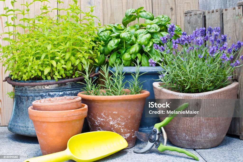 Urban gardening, fresh herbs in clay pots Flower Pot Stock Photo