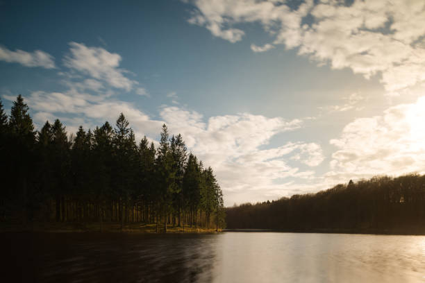Calm magic evening light. Enchanted colorful forest sunlight through the trees, Pinetree forest in Skåne, Sweden.