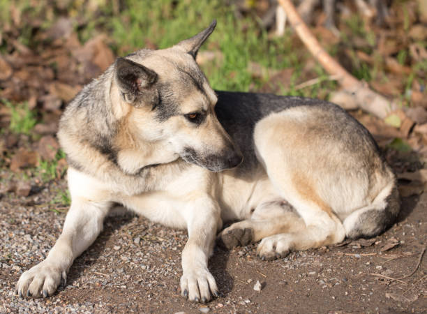 istock Dog Outdoors 813102430