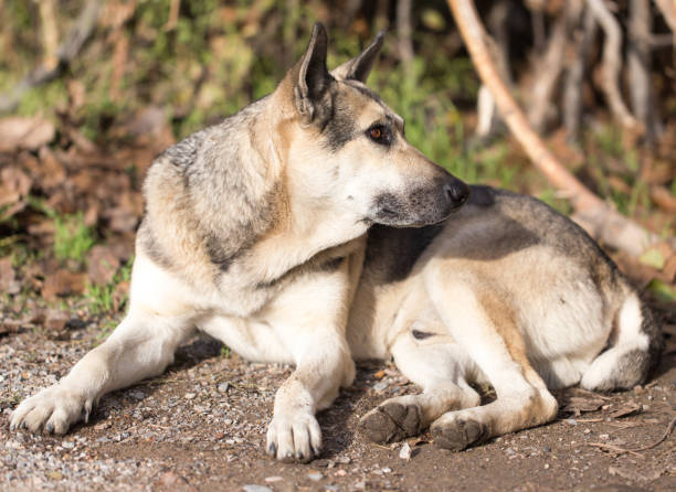 istock Dog Outdoors 813103194