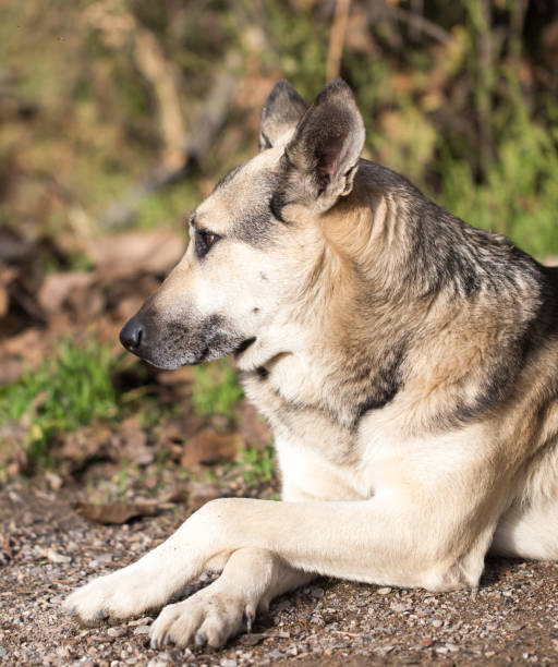 istock Dog Outdoors 813103388