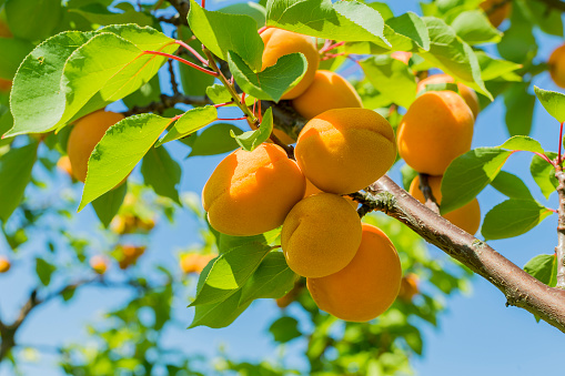 Apricot harvest in a fruit-growing orchard.
