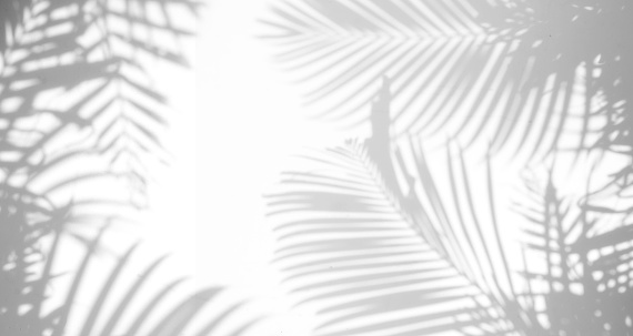 abstract background of shadows palm leaf on a white wall. White and Black